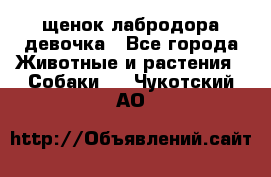 щенок лабродора девочка - Все города Животные и растения » Собаки   . Чукотский АО